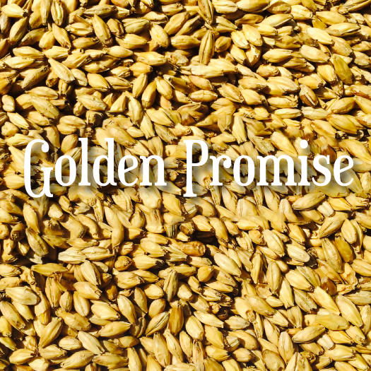 Golden Promise Malt