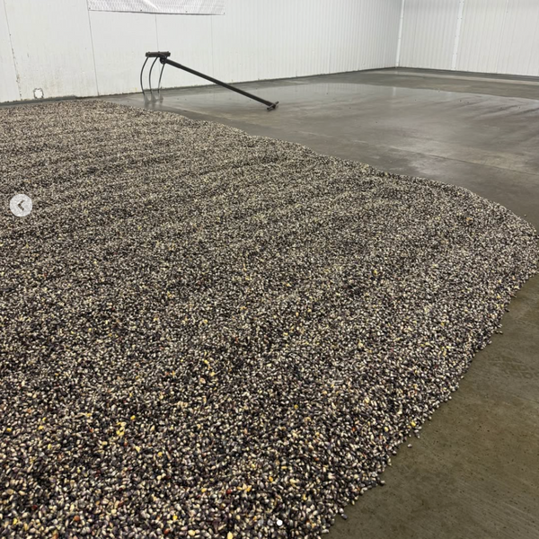 Riverbend Ohio Blue Clarage Corn Malt